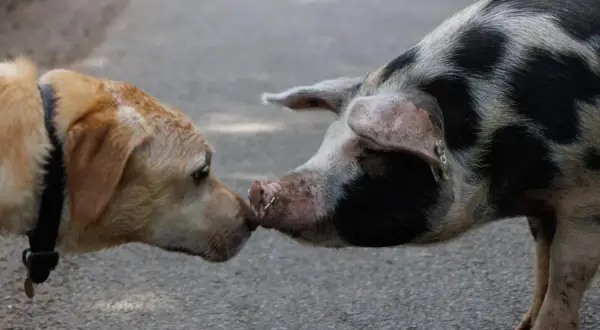 Un chien et un cochon se reniflent le museau, une rencontre inattendue entre un chien et un cochon.