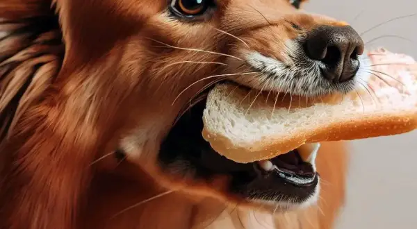 Czy pies może jeść ciastka? Sprawdź, co jest dla niego niebezpieczne