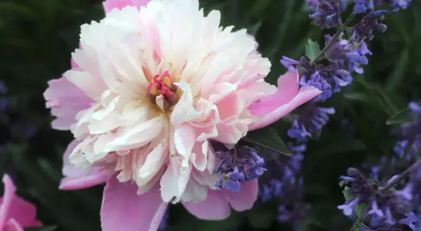 En stor, ljusrosa pionblommas kronblad överlappar varandra. Bredvid den växer lila blommor. En perfekt syn när man ska plantera pioner.