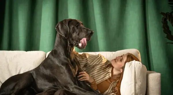 Un gran danés negro, el test perro ideal, se recuesta en un sofá junto a una mujer pelirroja.