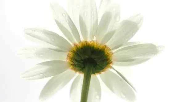 Een witte margriet met waterdruppels, belicht met high key fotografie instellingen. De bloemblaadjes lijken bijna te zweven tegen de witte achtergrond.