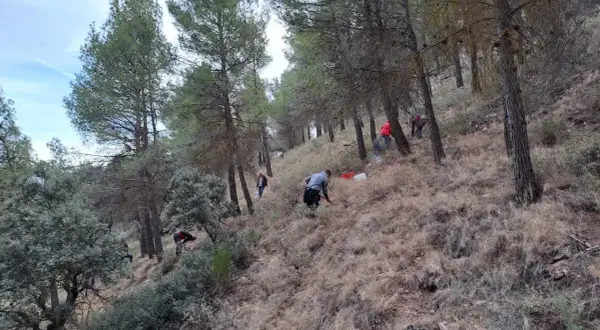 Personas trabajando en un bosque de pinos en Almería, quizás plantando o cuidando un serbal.