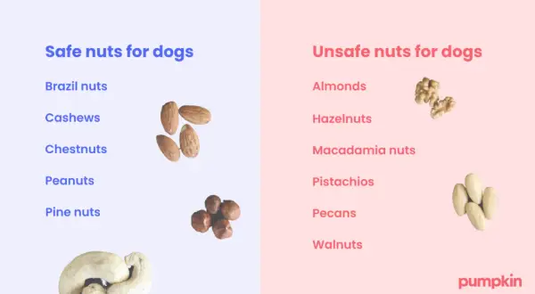 This image lists safe and unsafe nuts for dogs. It clearly shows that dogs cannot eat walnuts, along with other nuts like almonds and macadamia nuts.