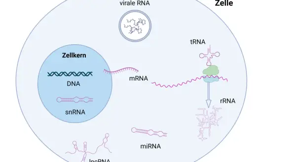 Schema zeigt den Aufbau von RNA-Molekülen in einer Zelle: DNA, mRNA, snRNA, miRNA, lncRNA, tRNA und virale RNA.