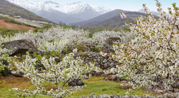 Espectacular paisaje del Valle del Jerte en flor. Los cerezos cubren las laderas con su manto blanco, mientras las montañas nevadas vigilan al fondo.