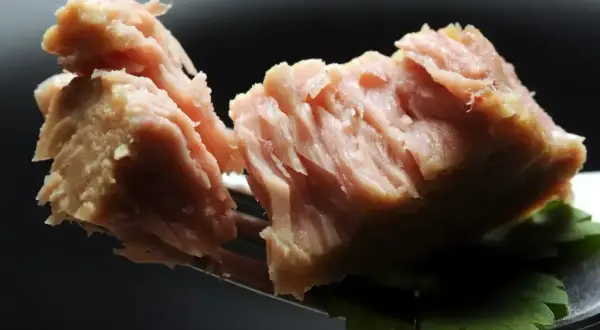 Kawałek tuńczyka z puszki na widelcu, z listkiem pietruszki. Czy pies może jeść tuńczyka z puszki? To pytanie nurtuje wielu właścicieli.