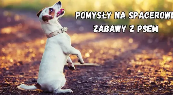 Szczeniak na spacerze, gotowy do zabawy. Pomysły na spacerowe zabawy z psem.