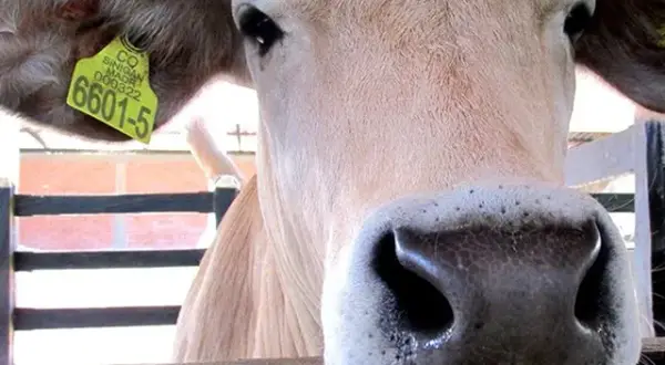 Oficina veterinaria virtual: simplifica tus trámites ganaderos hoy