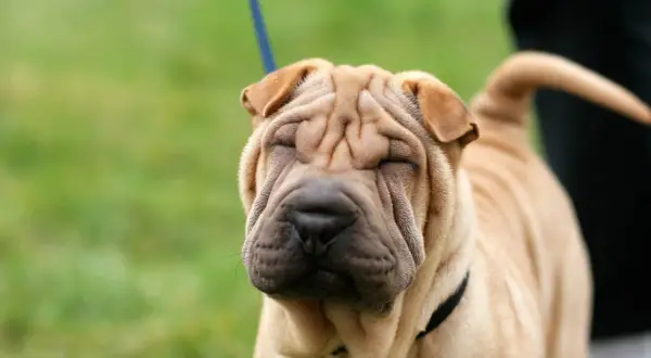 Un shar pei con su cara arrugada y ojos cerrados, disfrutando del día al aire libre.
