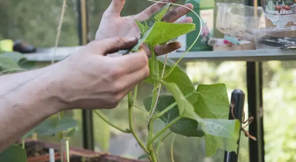Händer som hjälper till att pollinera gurka i växthus. En liten gurka syns på stammen.