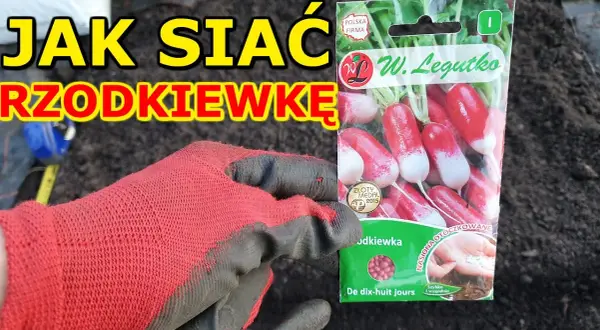 Kiedy siać rzodkiewkę? Kalendarz siewu dla obfitych plonów