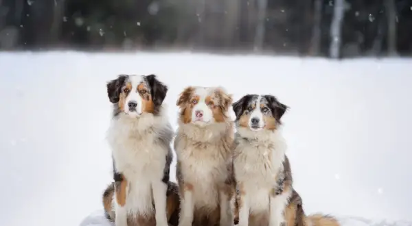 Drei wunderschöne Australian Shepherds, darunter ein goldener Aussie, sitzen im Schnee.