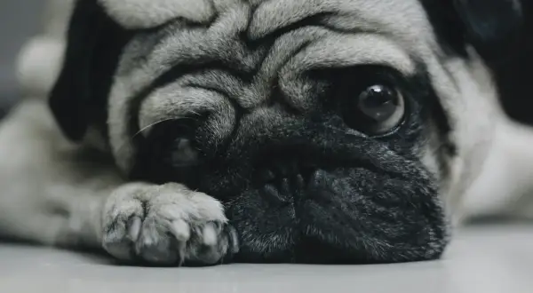 Smutny mops leży, jego wielkie oczy patrzą w dal. Czy weterynarz zgłasza uspienie psa?