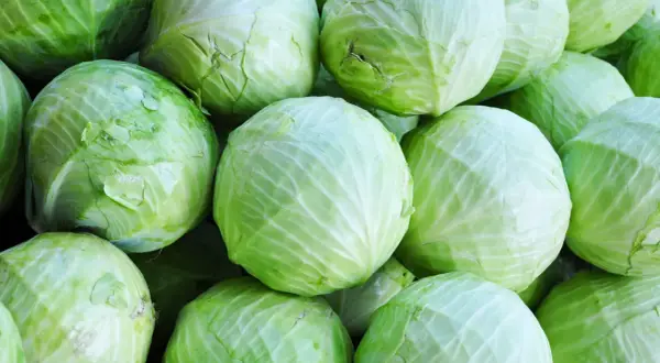 Frischer spitzkohl saison: viele hellgrüne Kohlköpfe liegen eng beieinander, bereit für die Küche.