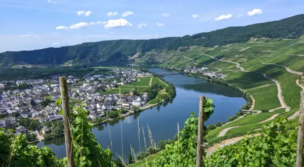 Herrliche Aussicht beim Moselsteig wandern: Weinberge schlängeln sich am Fluss entlang, ein Dorf schmiegt sich an die Mosel.