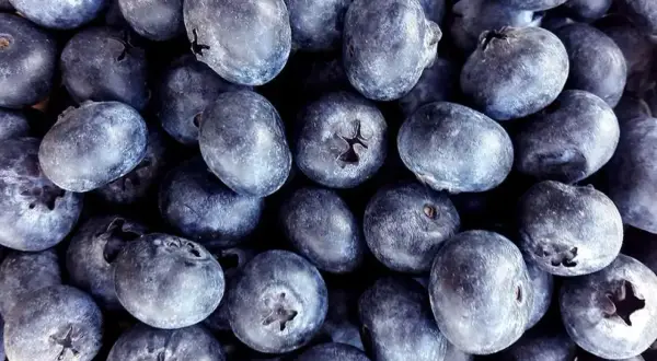 Mnóstwo dojrzałych borówek odmiany 'Bluecrop' tworzy apetyczny stos.