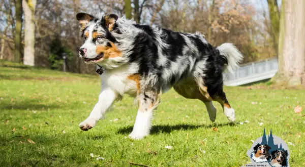 Ein Australian Shepherd mit ausgeprägtem Jagdtrieb rennt über eine grüne Wiese.