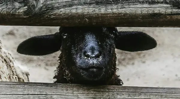 Een zwart schaap, het zwarte schaap van de familie, kijkt nieuwsgierig over een houten hek.