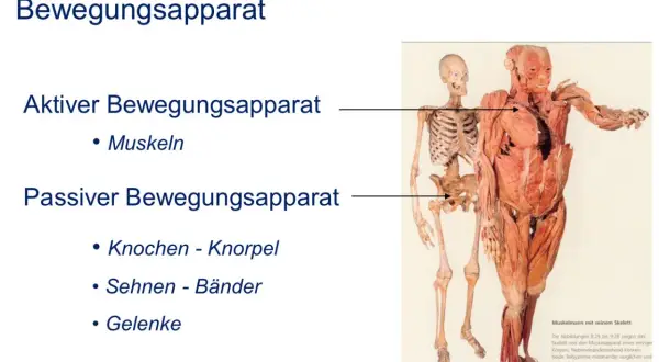 Der menschliche Bewegungsapparat: Aktiver Teil (Muskeln) und passiver Teil (Knochen, Knorpel, Sehnen, Bänder, Gelenke) werden gezeigt.