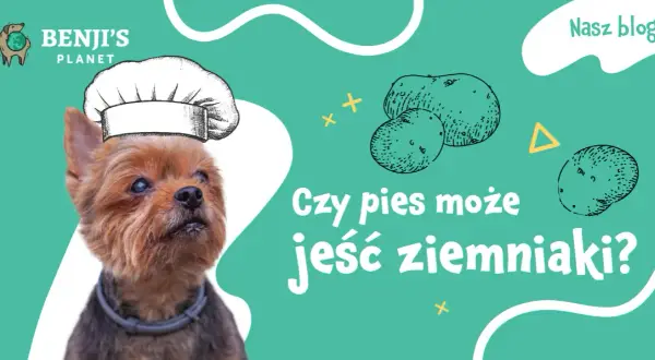 Czy psy mogą jeść gotowane ziemniaki? Sprawdź, co musisz wiedzieć