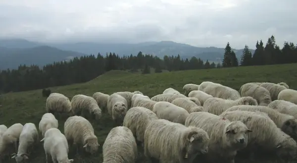 Stado owiec na zielonej hali, pasące się wśród górskich krajobrazów.