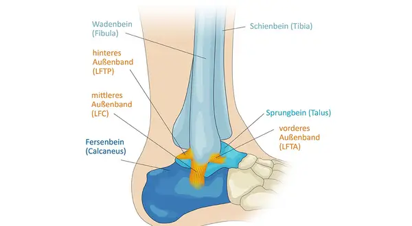 Detailansicht der Talus Anatomie: Schienbein, Wadenbein, Sprungbein (Talus), Fersenbein und Bänder des Sprunggelenks.