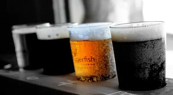 Degustacja piw, w tym ciemnego milk stout, z etykietą "Tigerfish Brewing".