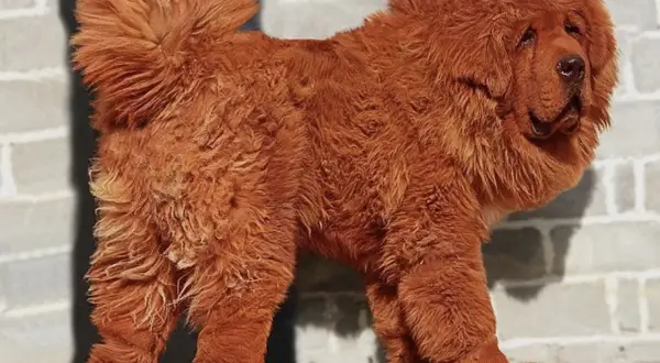 Un majestuoso mastín tibetano de pelaje rojizo y abundante melena posa con orgullo frente a una pared de ladrillos.