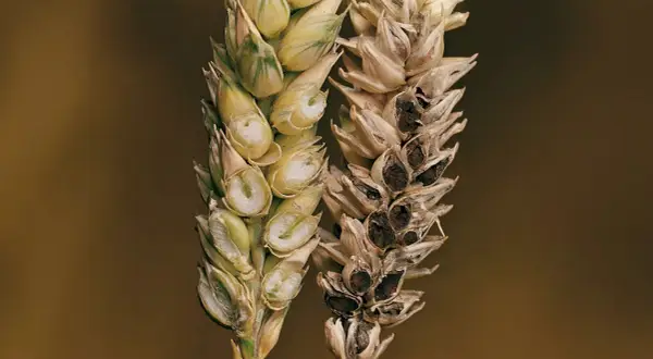 Épis de blé comparant un grain sain et un grain atteint de carie du blé, montrant la destruction des grains sains par la maladie.