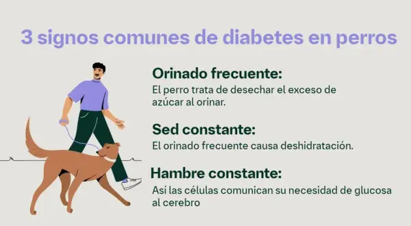 Hombre pasea a su perro, ilustrando los síntomas de diabetes en perros: orinado frecuente, sed y hambre constantes.