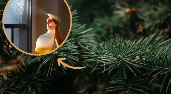 Ręka rozpyla płyn na okno, tworząc mgiełkę. W tle widać gałązki choinki, które przypominają o świątecznym zapachu choinki.