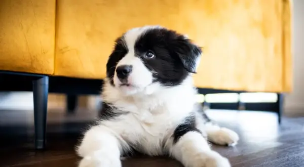 Uroczy szczeniak rasy Border Collie leży na podłodze, jego puszysta sierść sugeruje, że właśnie przechodzi okres, kiedy szczeniak zmienia sierść.