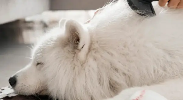 Un perro blanco duerme mientras le cepillan el pelo. A mi perro se le cae el pelo y tiene calvas, pero el cepillado lo alivia.
