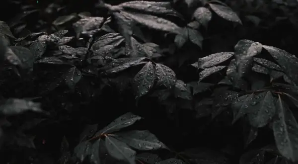 Mroczne, wilgotne liście pokryte kroplami deszczu. Nastrojowa, low key fotografia natury po ulewie.