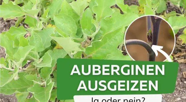 Grüne Auberginepflanze mit Text "AUBERGINEN AUSGEIZEN". Nahaufnahme zeigt junge Triebe, die ausgegeizt werden könnten.