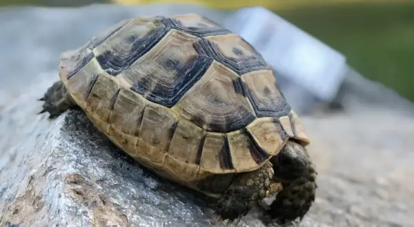 Żółw bez skorupy to mit! Co kryje się pod pancerzem?