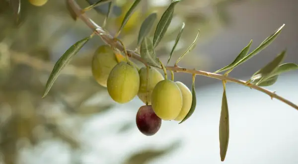 Ramitas de olivo picual con aceitunas verdes y una morada. Sus características son ideales para aceite de alta calidad.