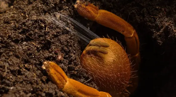 Co do terrarium? Wybierz zwierzę, podłoże i wyposażenie