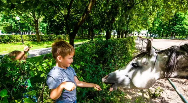 Chłopiec karmi konia trawą. Wspaniałe atrakcje dla dzieci lubelskie, gdzie można obcować ze zwierzętami.