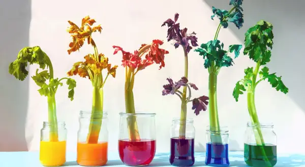 Bunte Sellerie-Stiele in Gläsern: Ein lebendiges Farbexperiment für Kinder, das zeigt, wie Pflanzen Wasser aufnehmen.