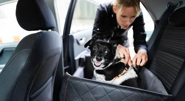 Frau sichert Hund im Auto. Sicherer hund im auto transportieren ist wichtig für die Reise.