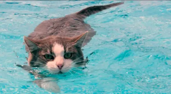 ¿A los gatos les gusta el agua? La verdad detrás de su comportamiento