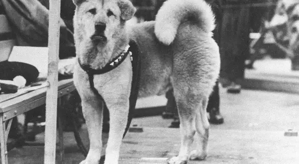 Akita inu pies czy suka - różnice w charakterze i pielęgnacji