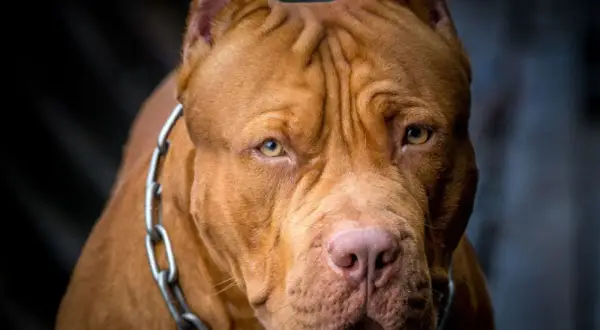 Potężny pies rasy pitbull, z łańcuchem na szyi, wygląda jak najsilniejszy pies na świecie.