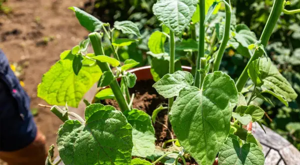 Eine junge Physalis-Pflanze im Topf, bereit zum Ausgeizen. Grüne Blätter und Stiele sind gut sichtbar.