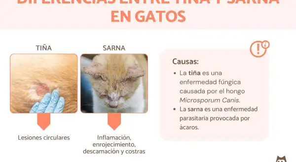 Comparativa de tiña y sarna en gatos: la tiña causa lesiones circulares, mientras que la sarna provoca inflamación y costras.