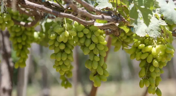 Reife grüne Trauben hängen an einem Rebstock. Diese Trauben sind ideal für die Herstellung von Furmint Wein.