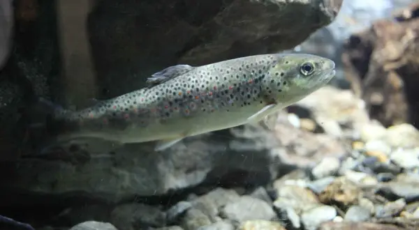 Ein Fisch der Salmoniden-Familie schwimmt im klaren Wasser über Steine.