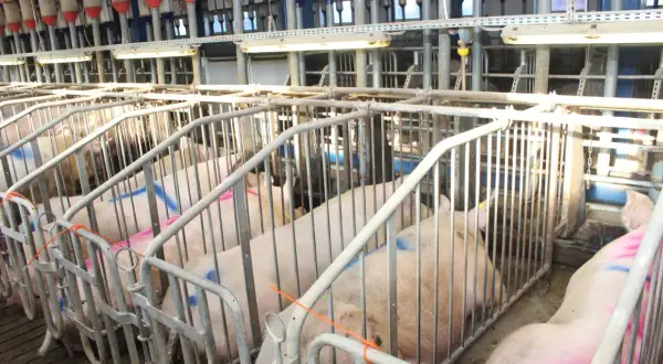 Świnie w boksach, gotowe do inseminacji świń. W tle widać system karmienia.