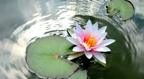 Flor de loto rosa y blanca sobre agua oscura, rodeada de hojas verdes. Su belleza evoca el significado de amor puro y renacimiento.